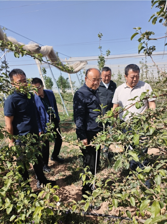 2025年5月8日果業中心領導來園區查看蘋果受雹災迫害情況